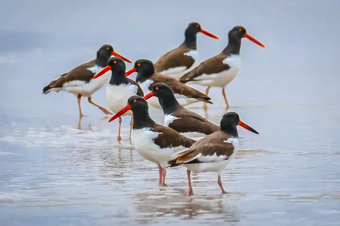 A photo of American Oystercatcher at Gateway National Recreation Area, Queens